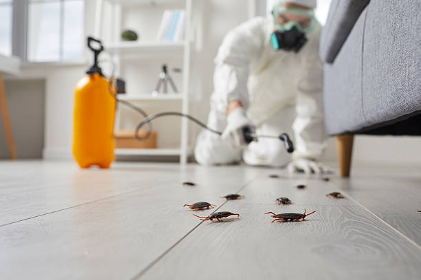 Post-Treatment Bed Bug Interceptor Monitoring in Mokena